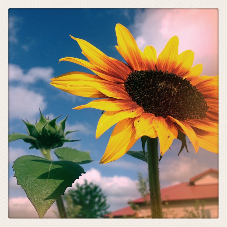 Sunflower at Alternative Homes for Youth